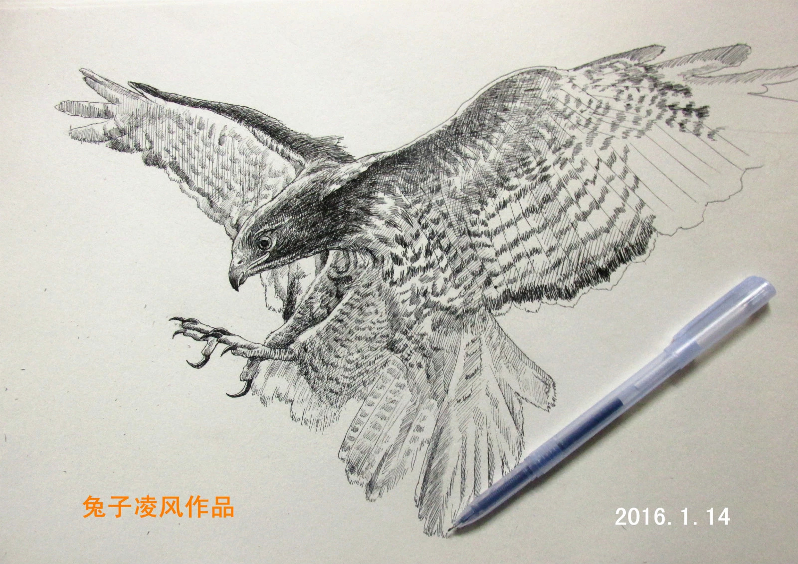 素描老鹰全身图片