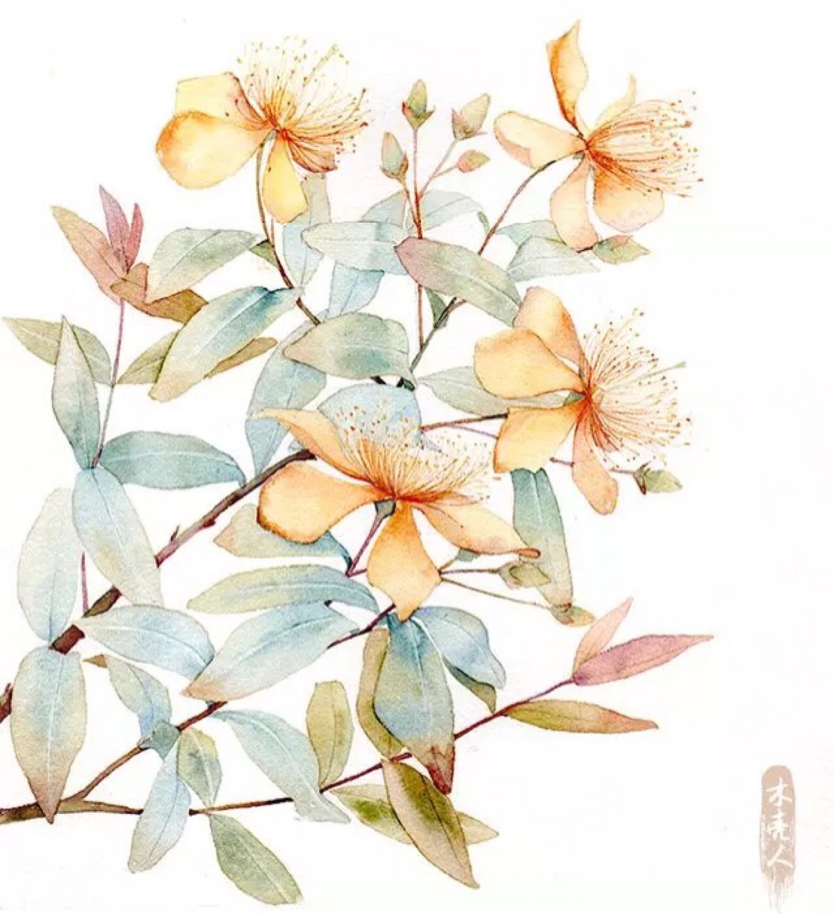 金樱子