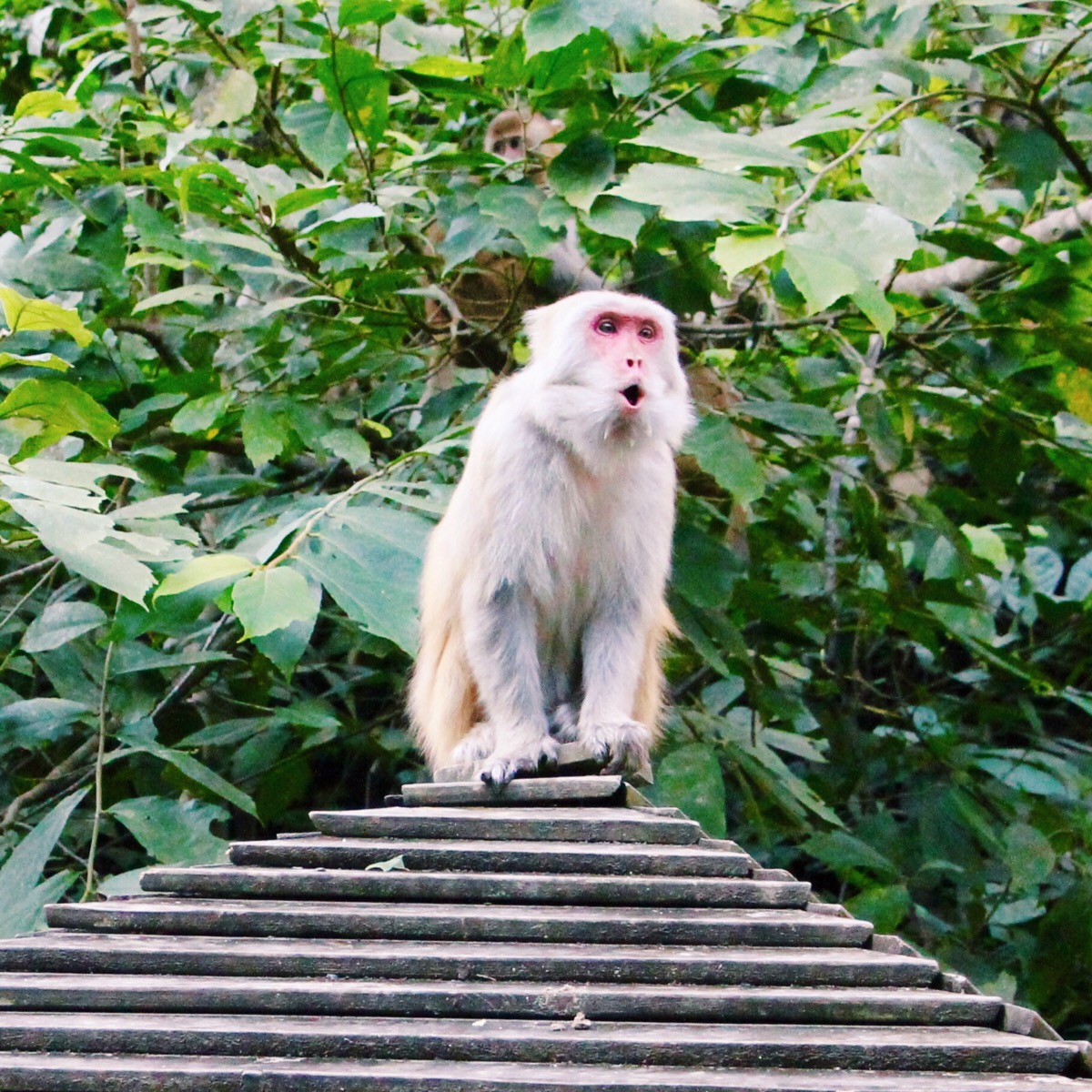 西双版纳猴山图片