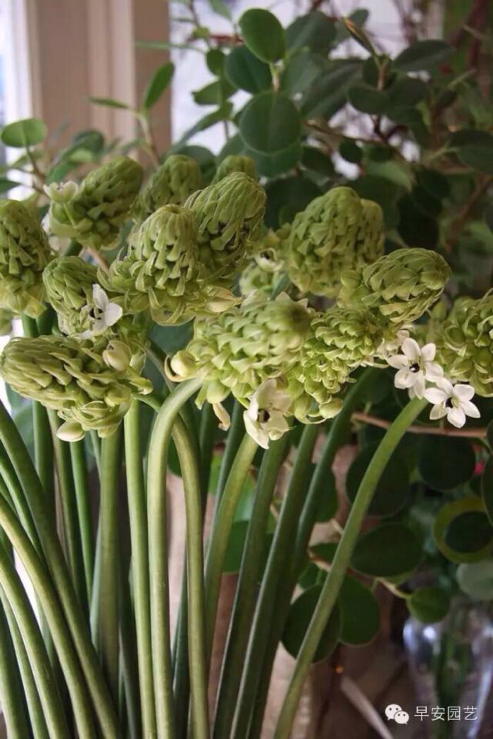 是百合科虎眼万年青属植物,又名虎眼万年青,伞花虎眼万年青.