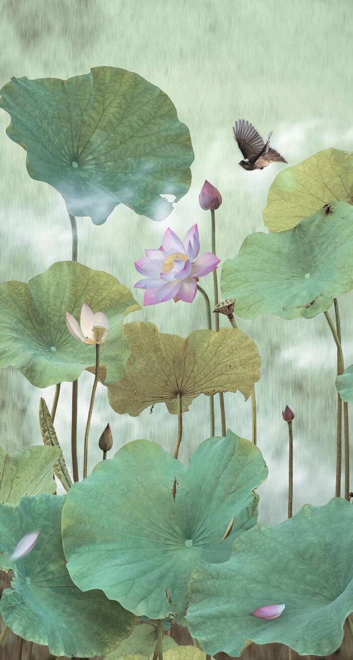 高清壁纸 荷花
