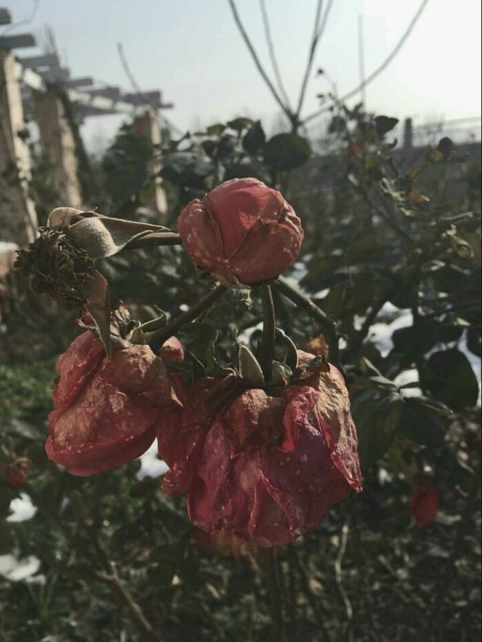 枯萎也不会凋零