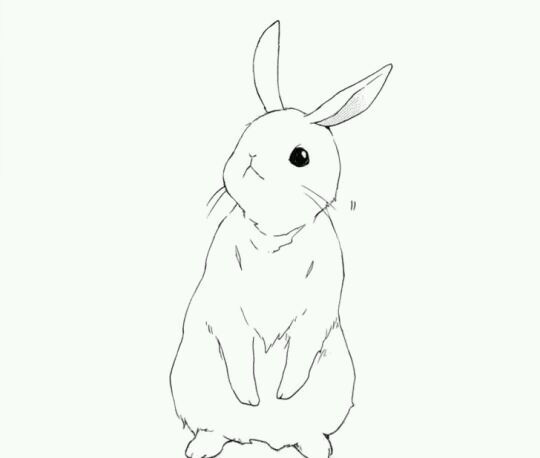 rabbit简笔画图片