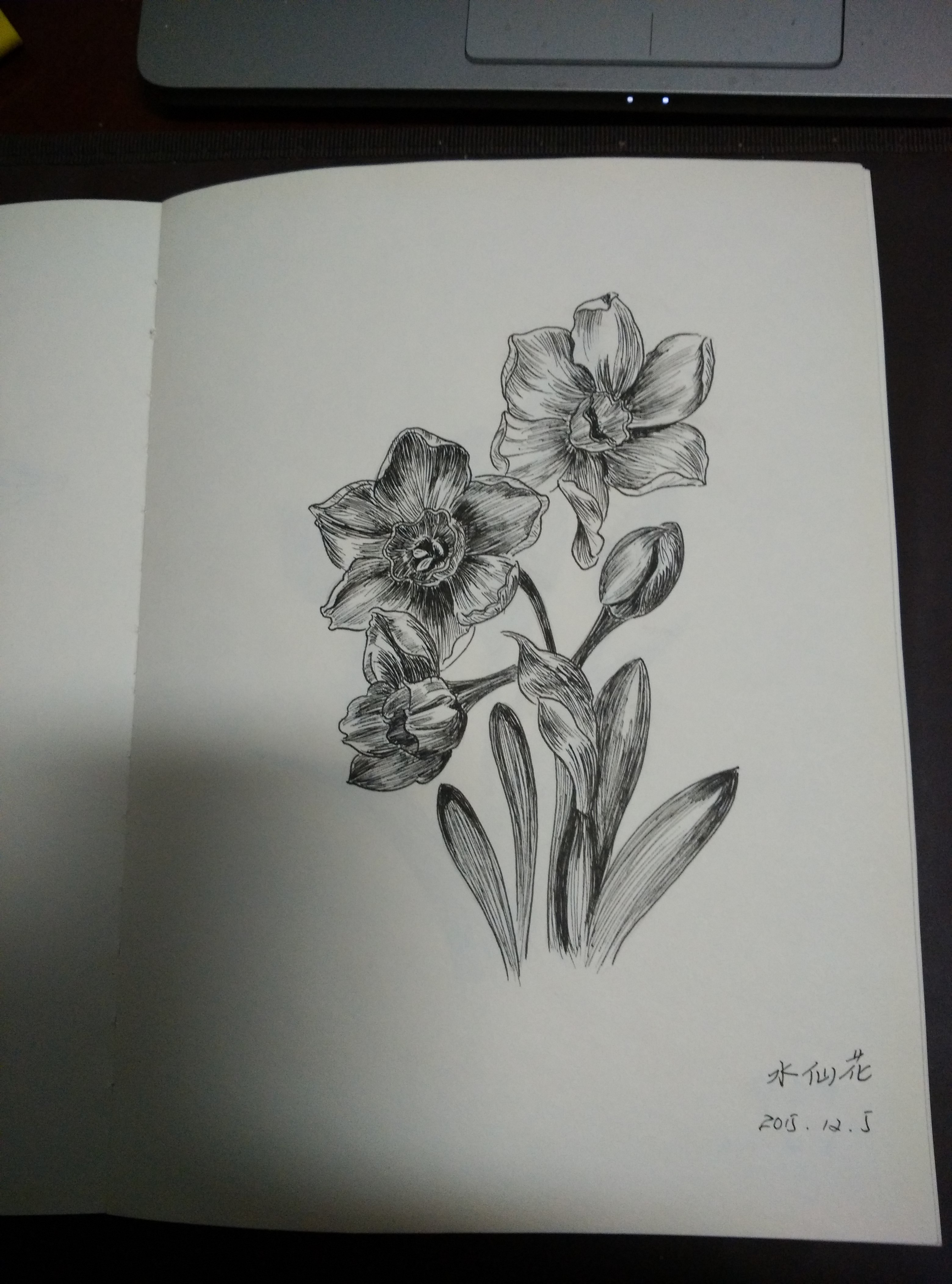 临摹爱林文化的《黑白花意1》,水仙画得挺失败,花瓣上线条太多太重了