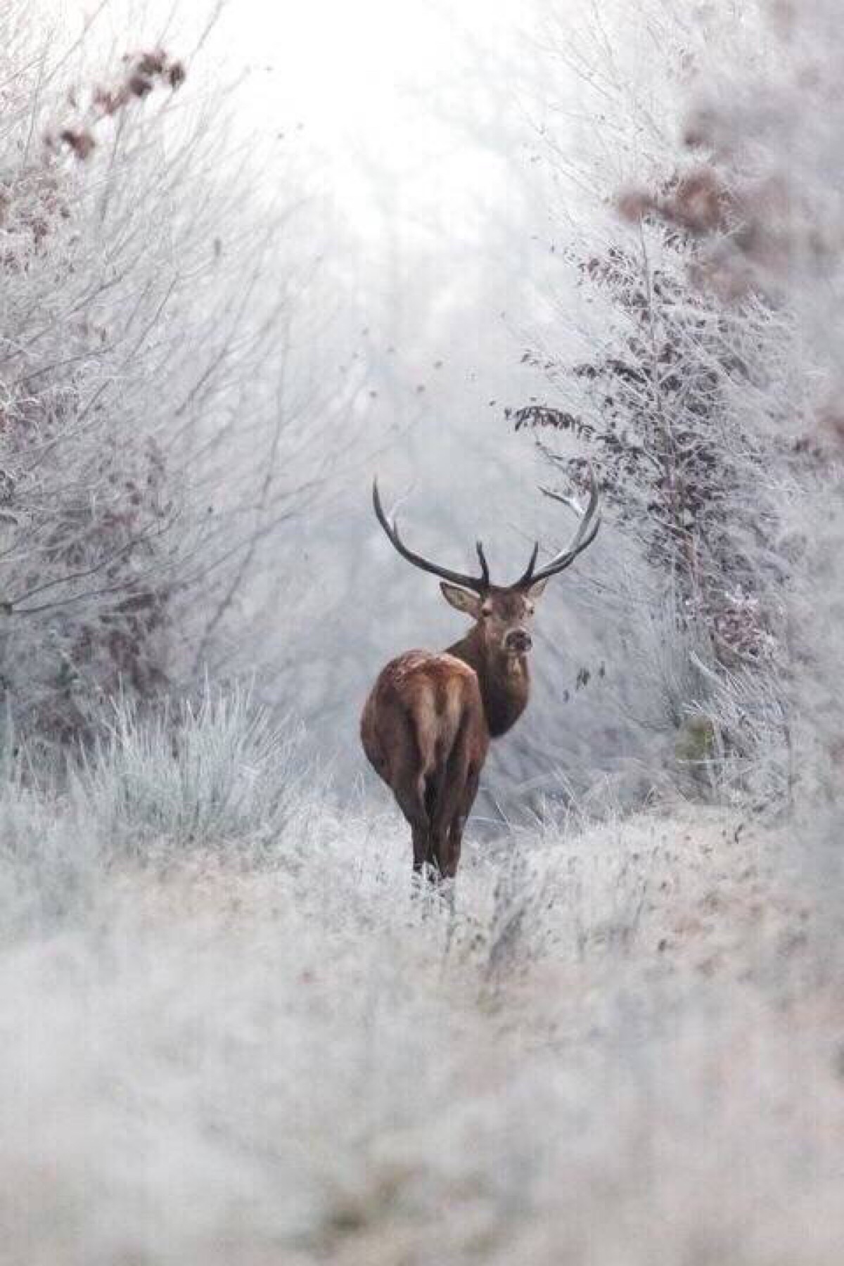冬日麋鹿