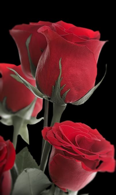 red roses