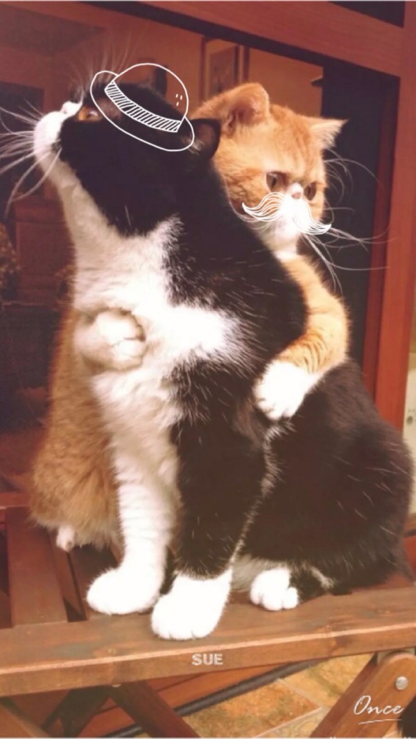 拥抱猫咪背景