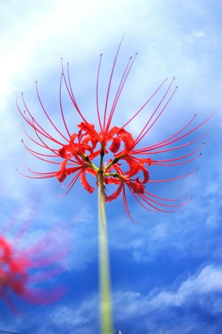 曼珠沙华 (梵语)又名彼岸花(lycorisradiata),多年生草本植物.