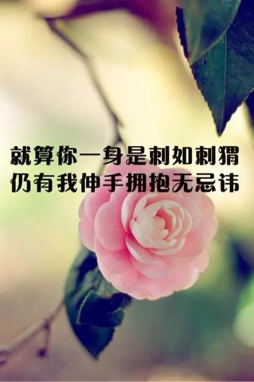 图片带字是可以很温暖很难过很冷冽的