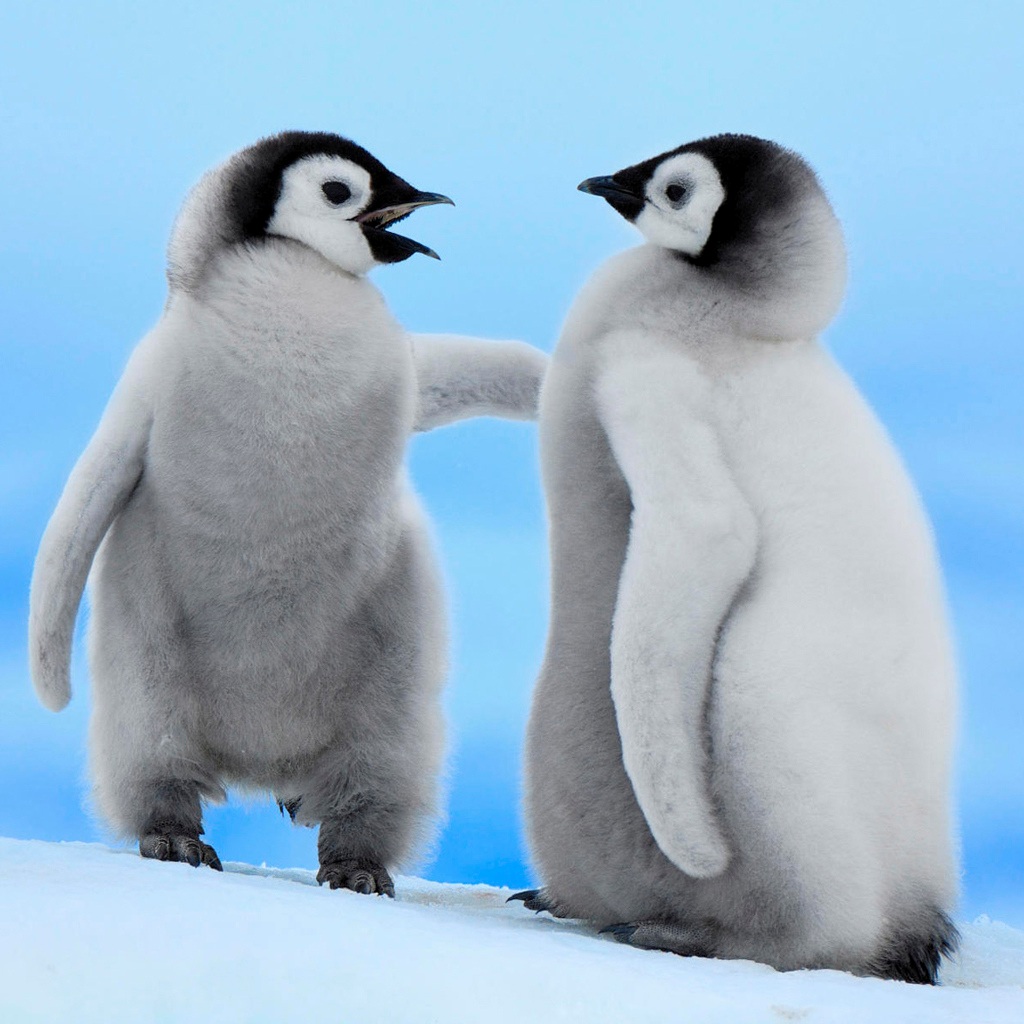 两只企鹅头像图片