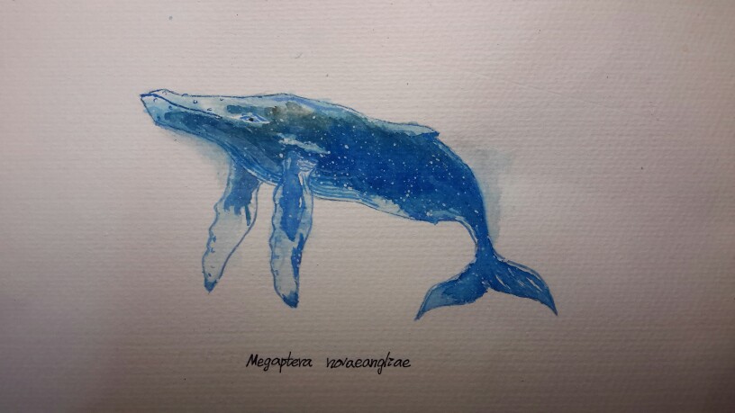 座头鲸简笔画彩色图片