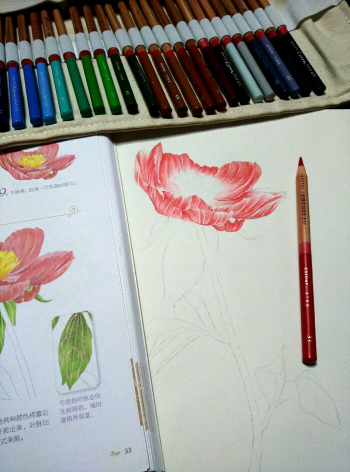 彩铅手绘/"芍药 粉色的别离"