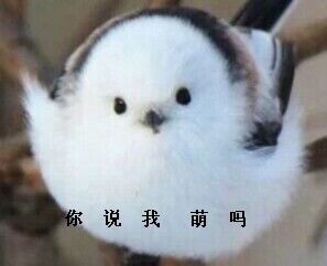 表情- 温子权 幸会