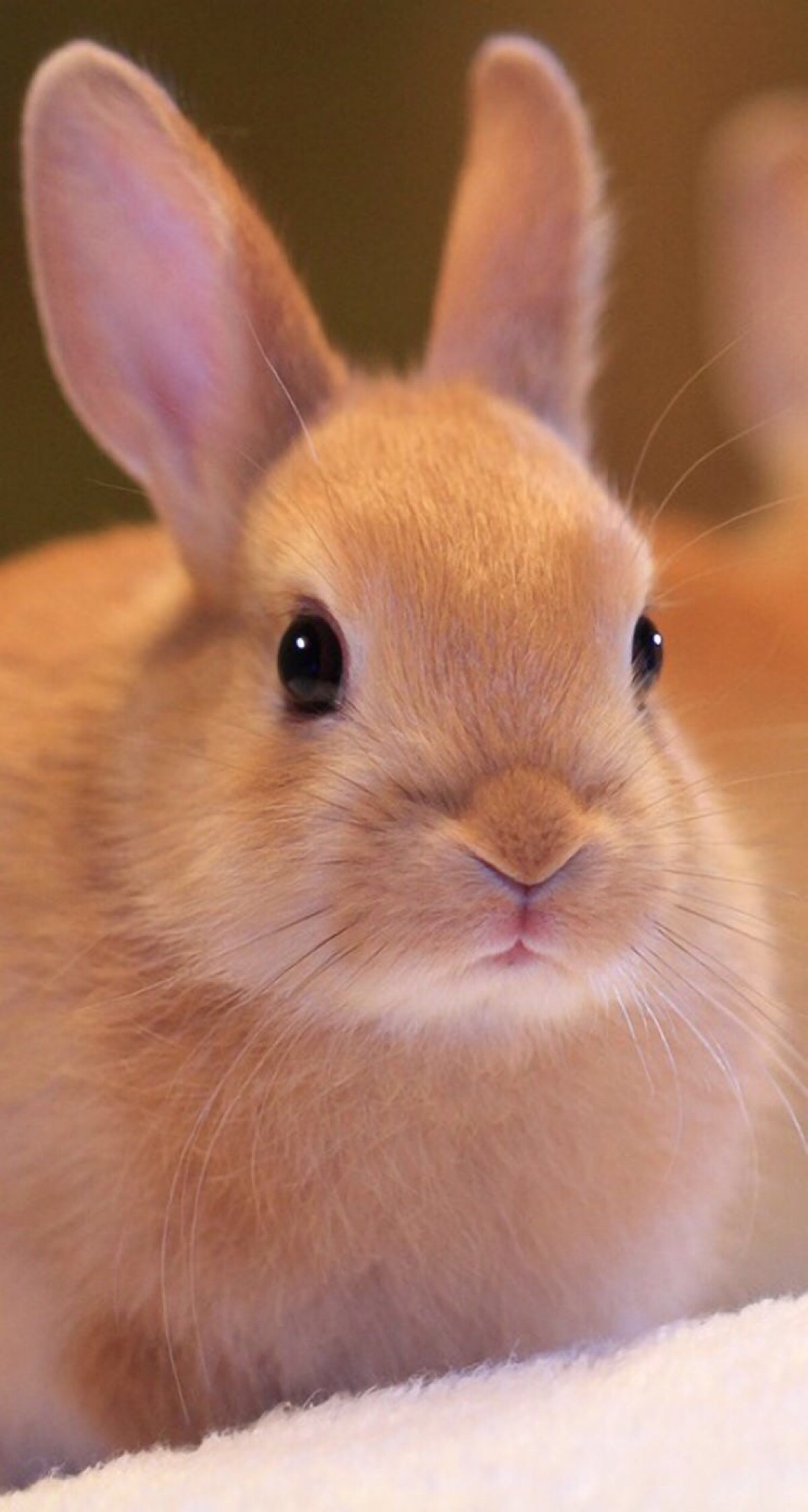 小兔兔照片手机壁纸图片