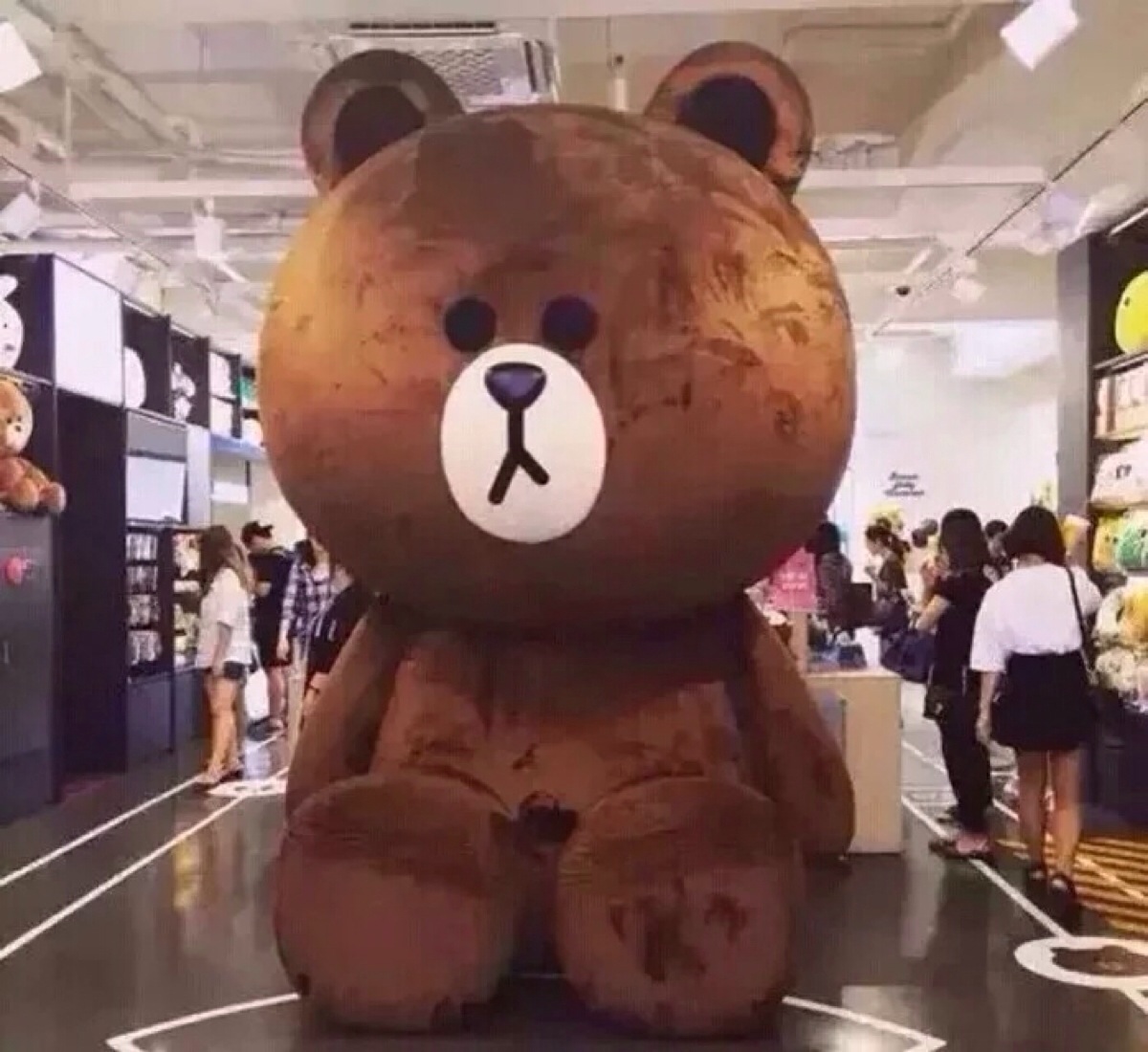 韩国布朗熊