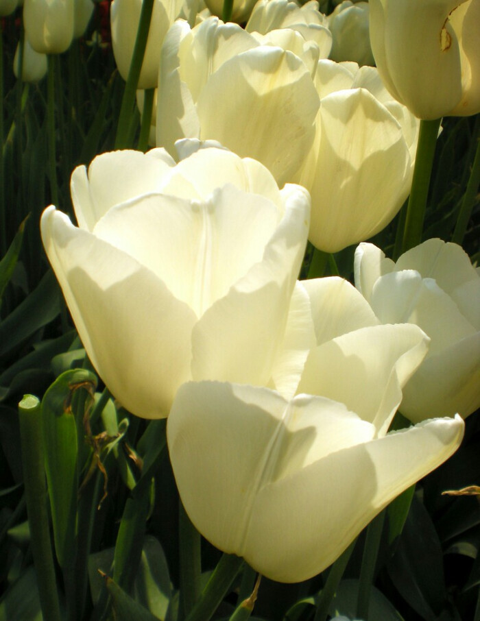 白色郁金香——纯洁的爱花语故事:在一片白色郁金香花海旁,她靠着他很