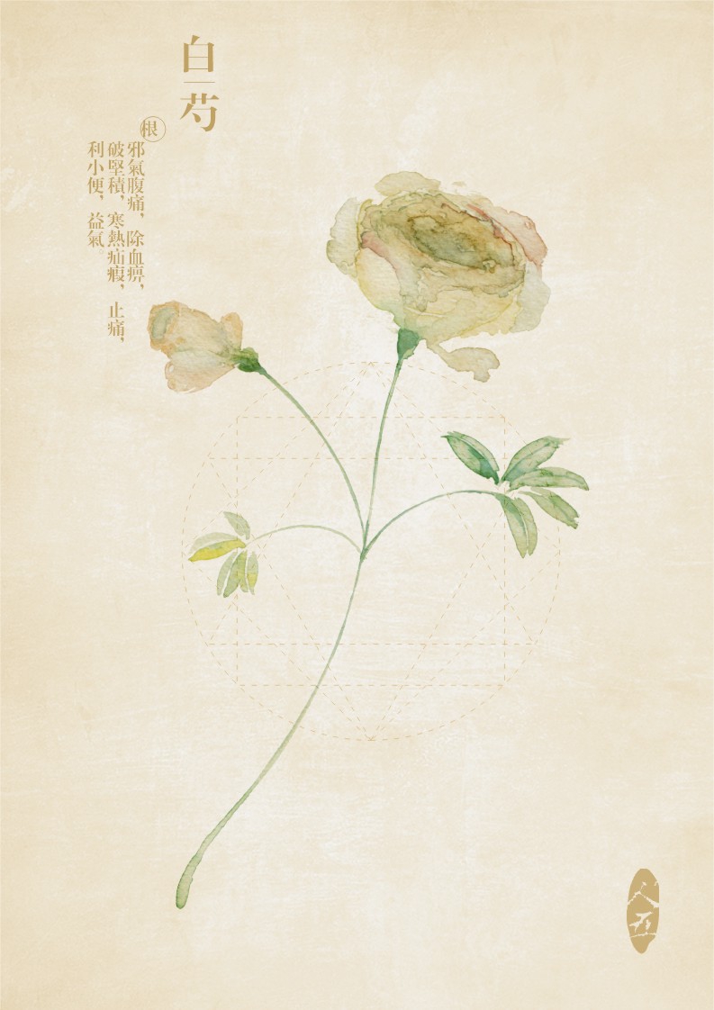 【芝兰集】古风水彩本草 作者 【人五】白芍