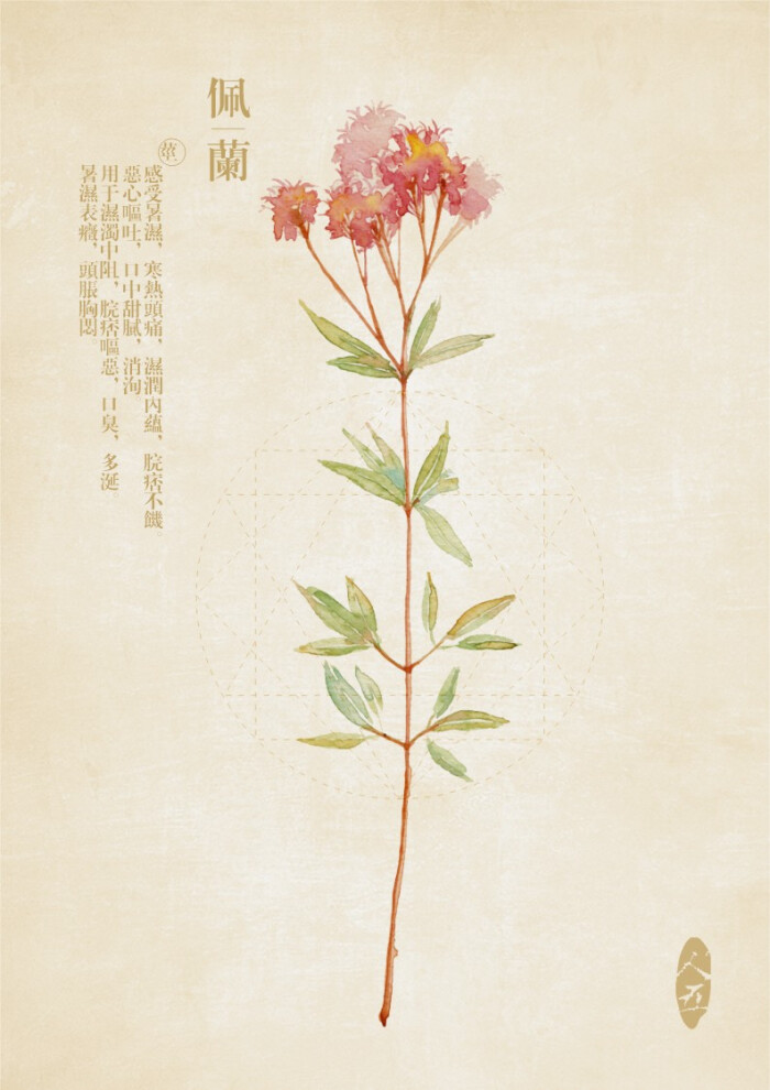 【芝兰集】古风水彩本草 作者【人五】佩兰