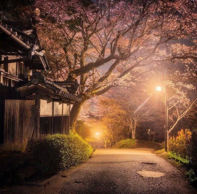 日本##京都# 被昏黄路灯晕染的樱道.