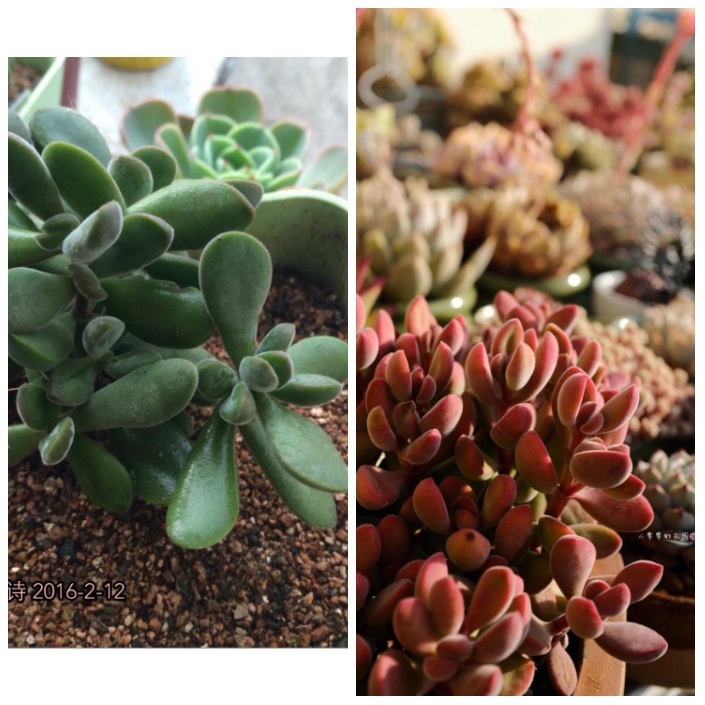 【若歌诗】crassula rogersii,景天科青锁龙属.