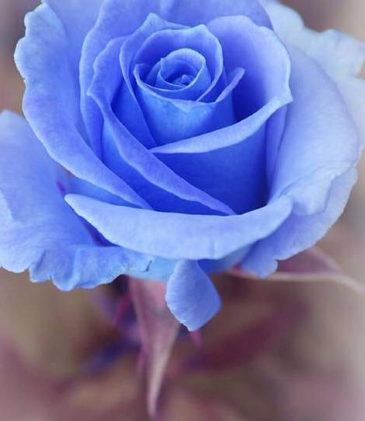 蓝色玫瑰 真实图片