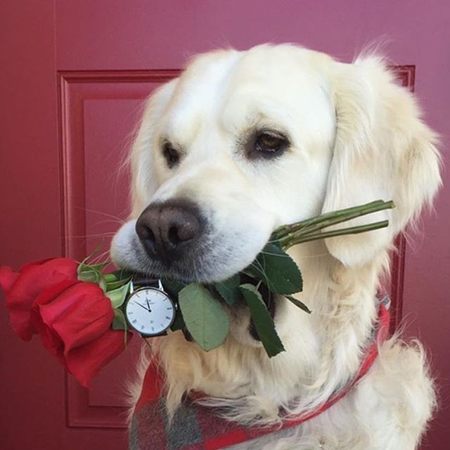 狗头拿着玫瑰花表情包图片