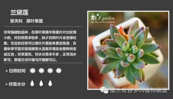 多肉图鉴