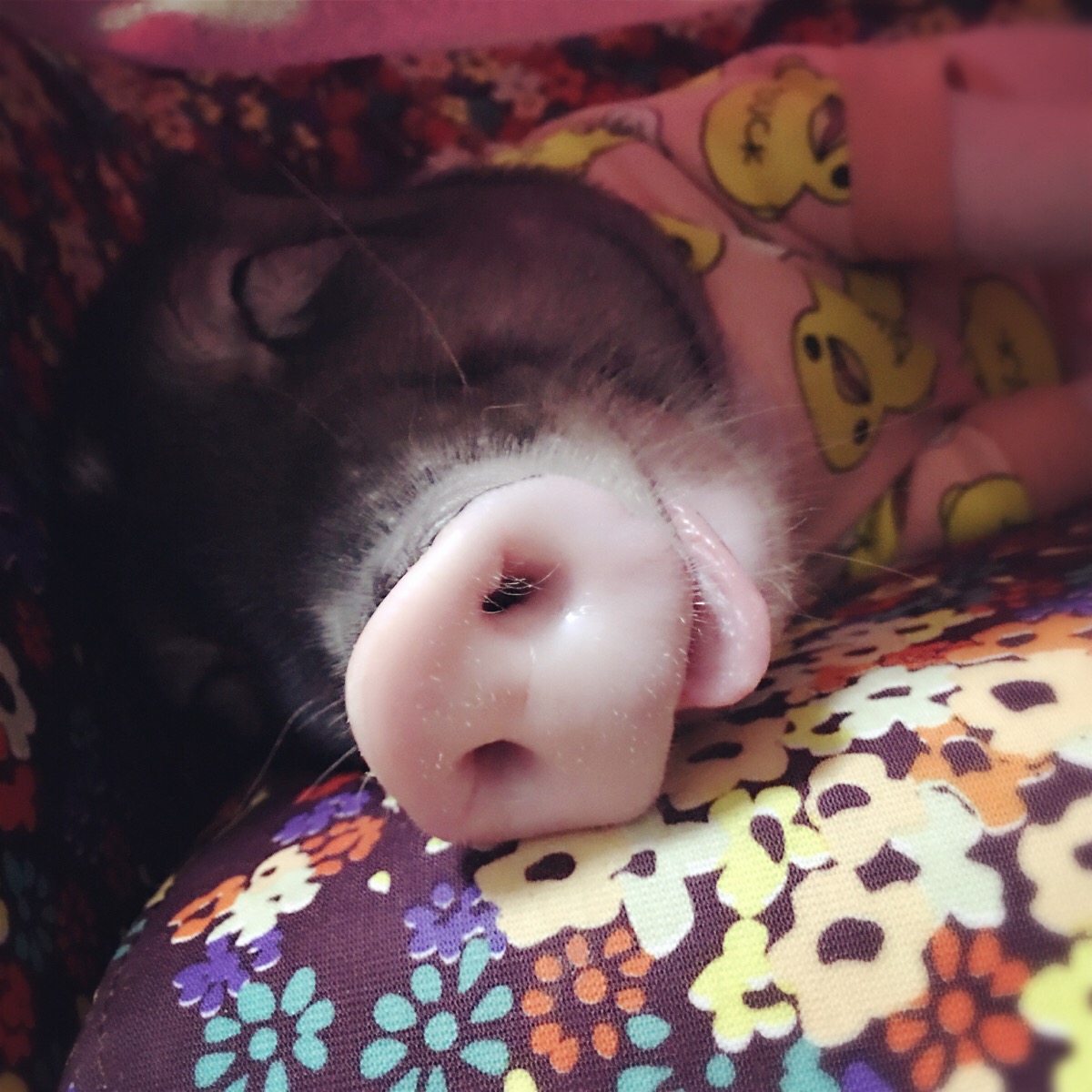 欧睡觉吐舌头的猪