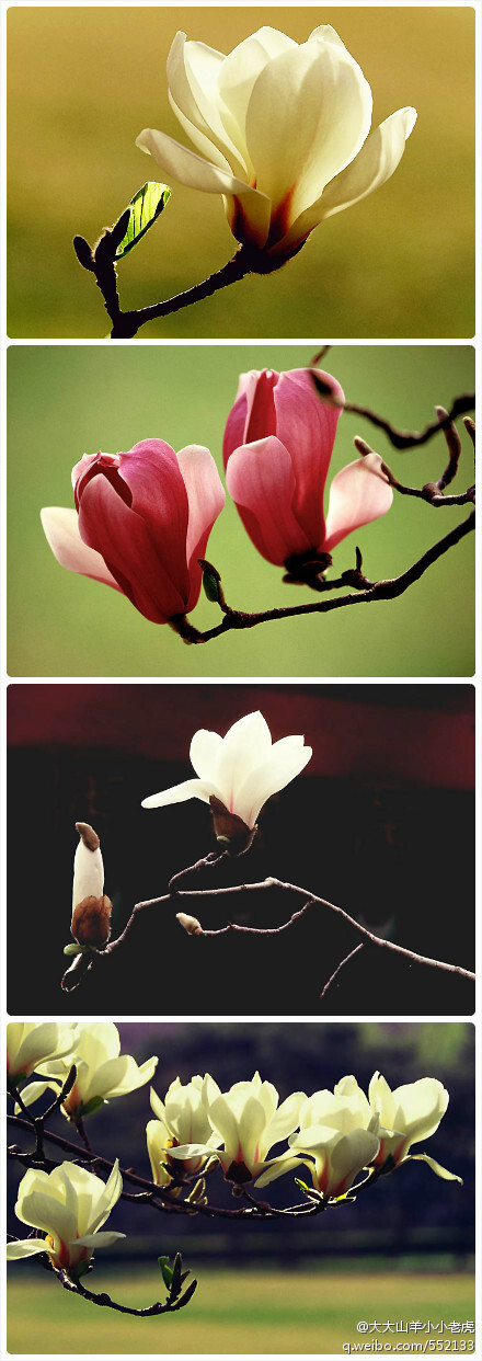 木兰花花语及象征图片
