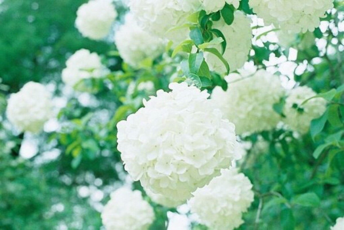 紫阳花·绣球花