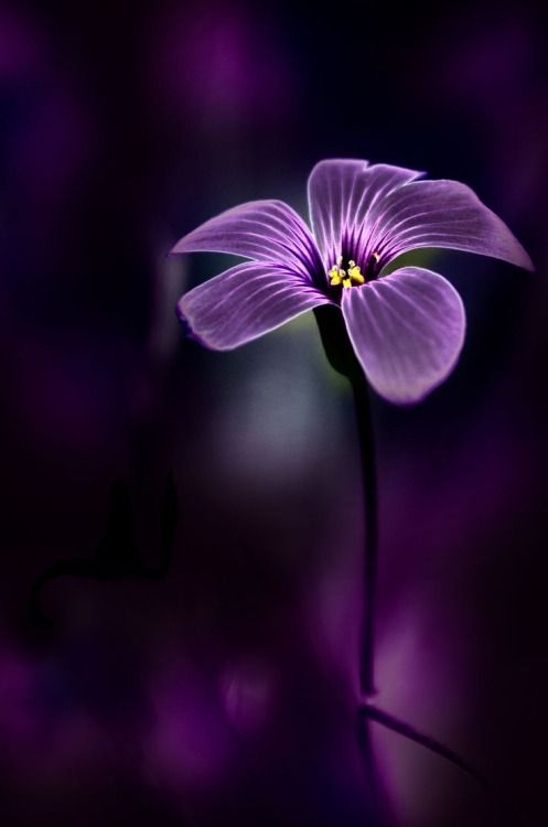 紫色 壁纸 花卉 静物