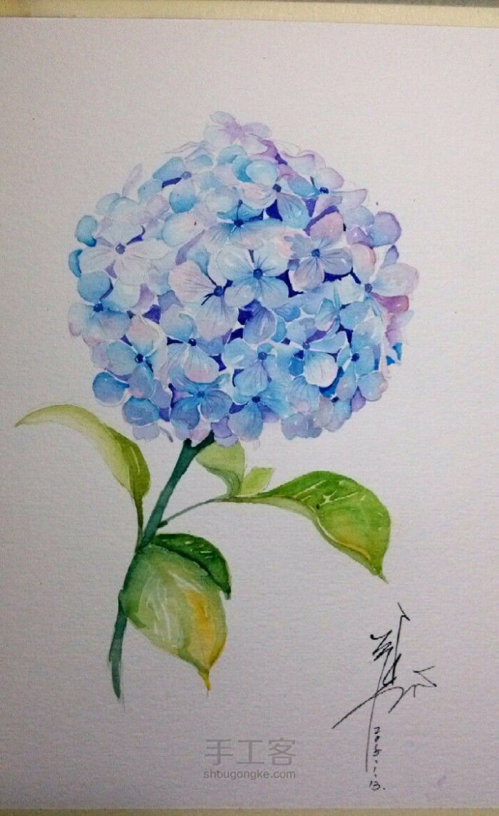 绣球花 