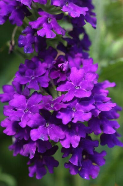 紫色花卉