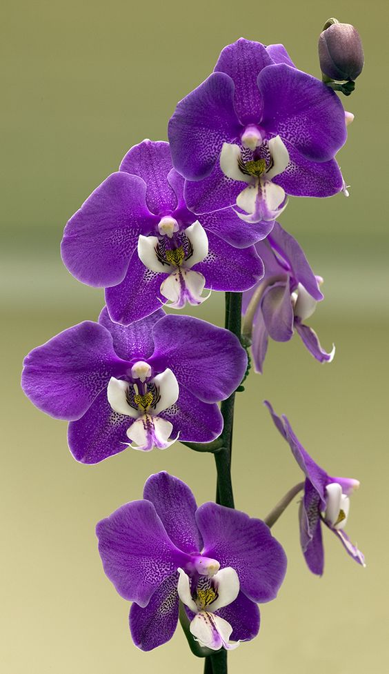 常见紫色花卉图片