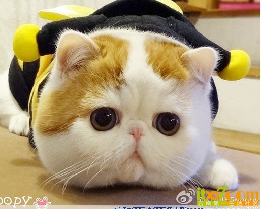 网络红猫红小胖