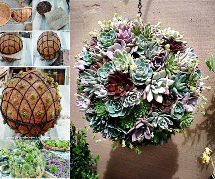 多肉球造景succulent sphere