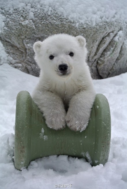 的北极熊宝宝被命名为juno,宝宝太上镜了(62 62)每一张都可爱到爆