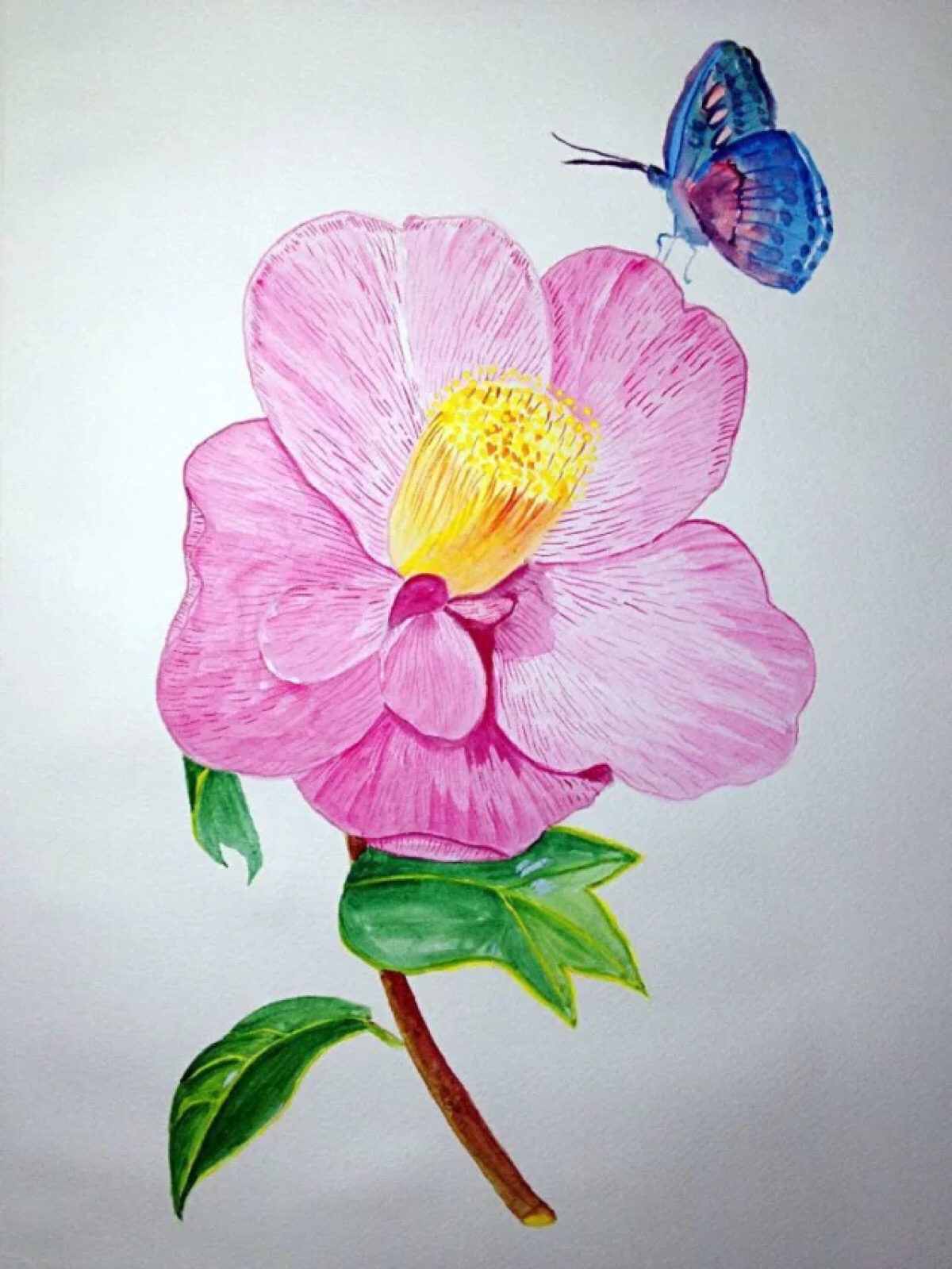 《山茶花与蝶》 自学水彩画,这一幅给我极大的鼓励