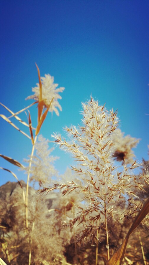 蓝天…苇子…好心情