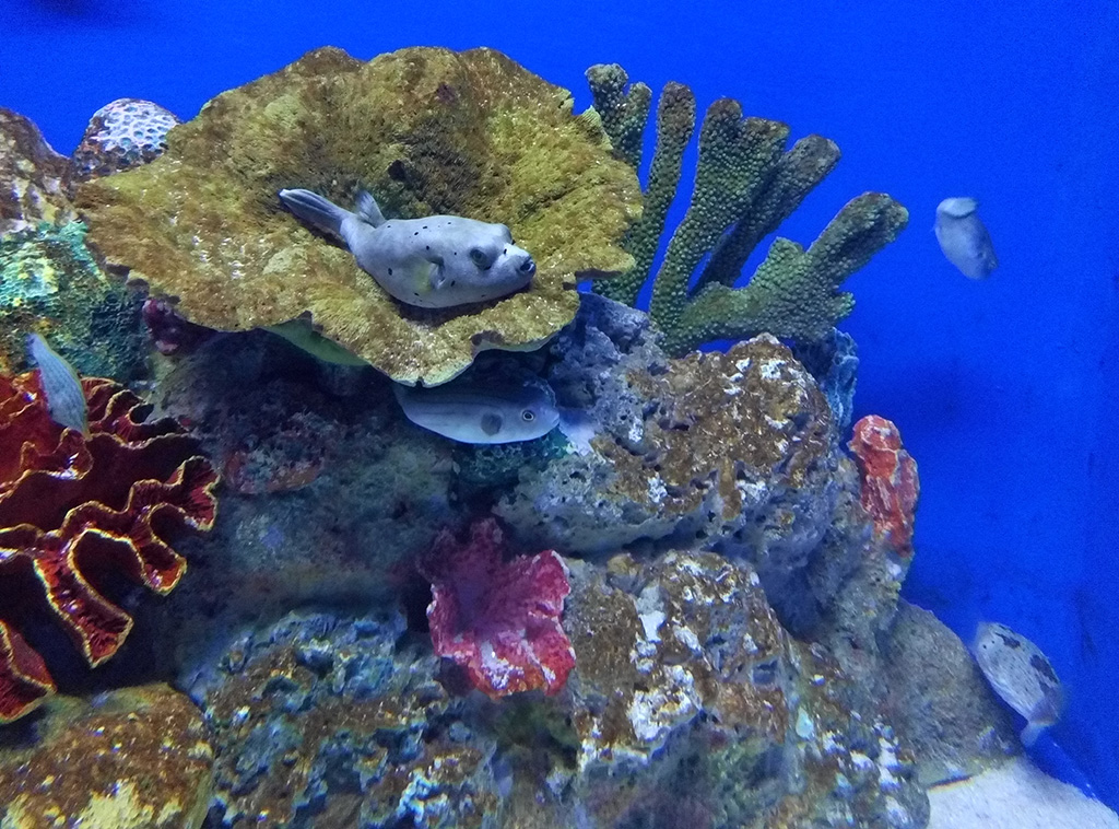 水族馆的鱼儿 菲律宾,马尼拉海洋公园