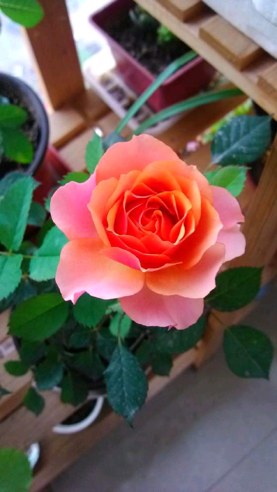 卡布圣维托永远