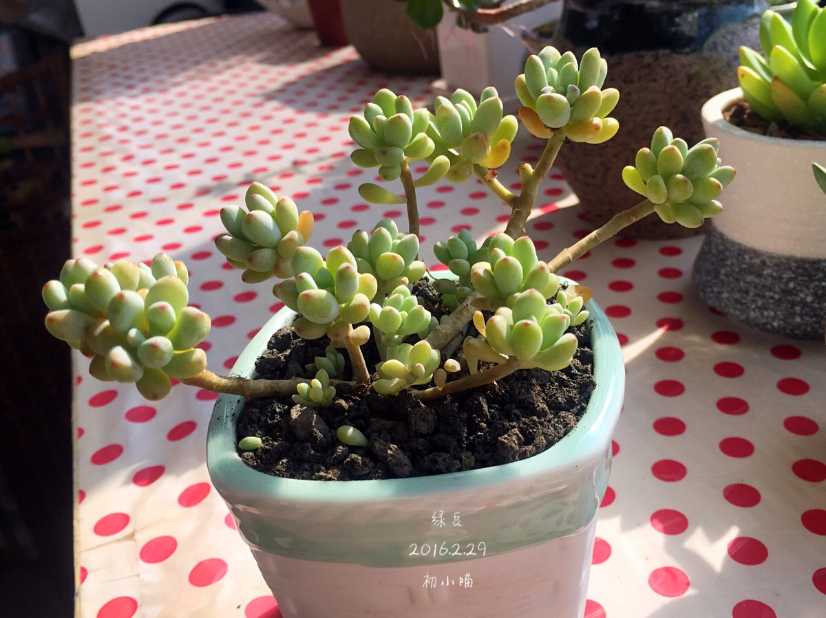 赶紧变成活动色吧,我的小绿豆/多肉植物