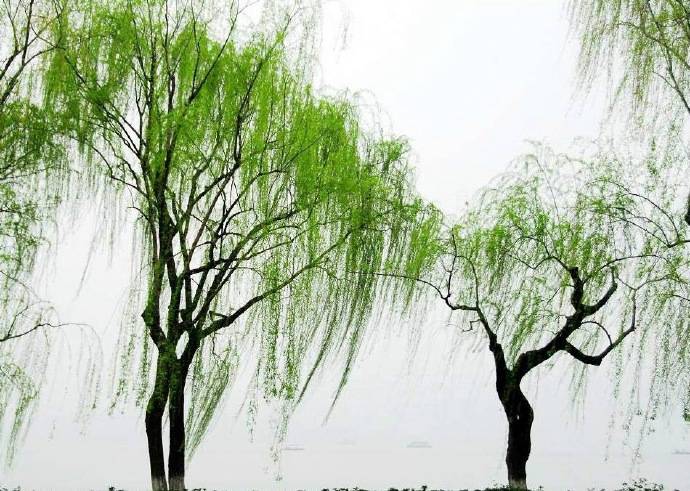 杨柳依依