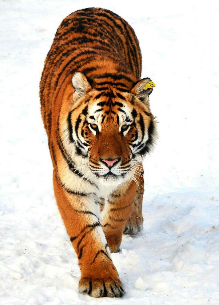 老虎tiger