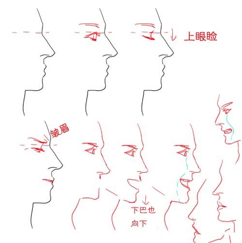 【初学者向 绘制面部侧面的一些细节要点(by kelpls)