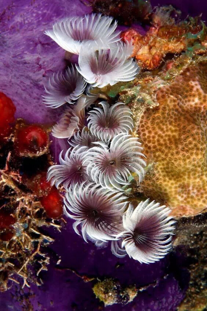 惊艳了世界的海底之花2