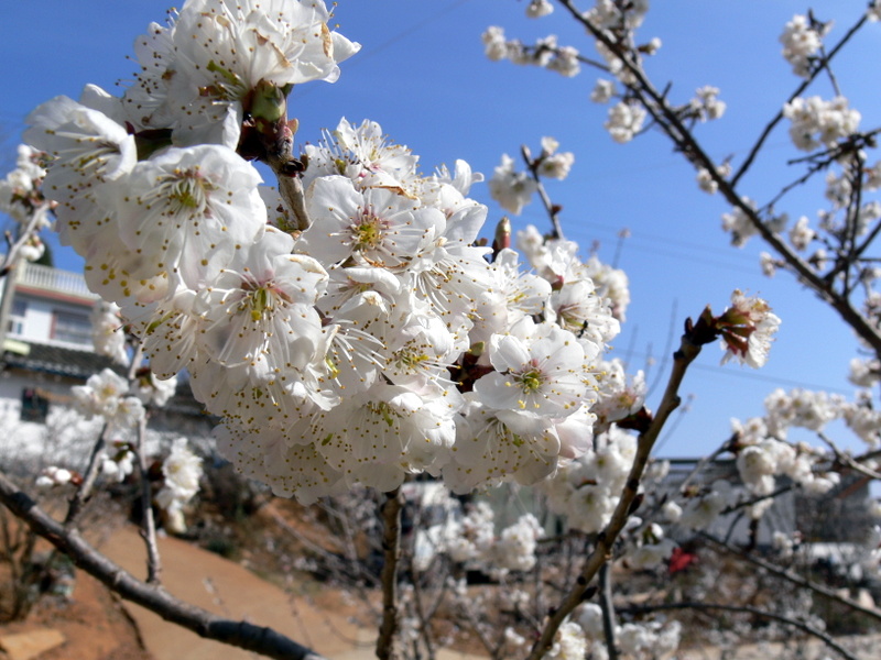 樱花 樱桃花 春天