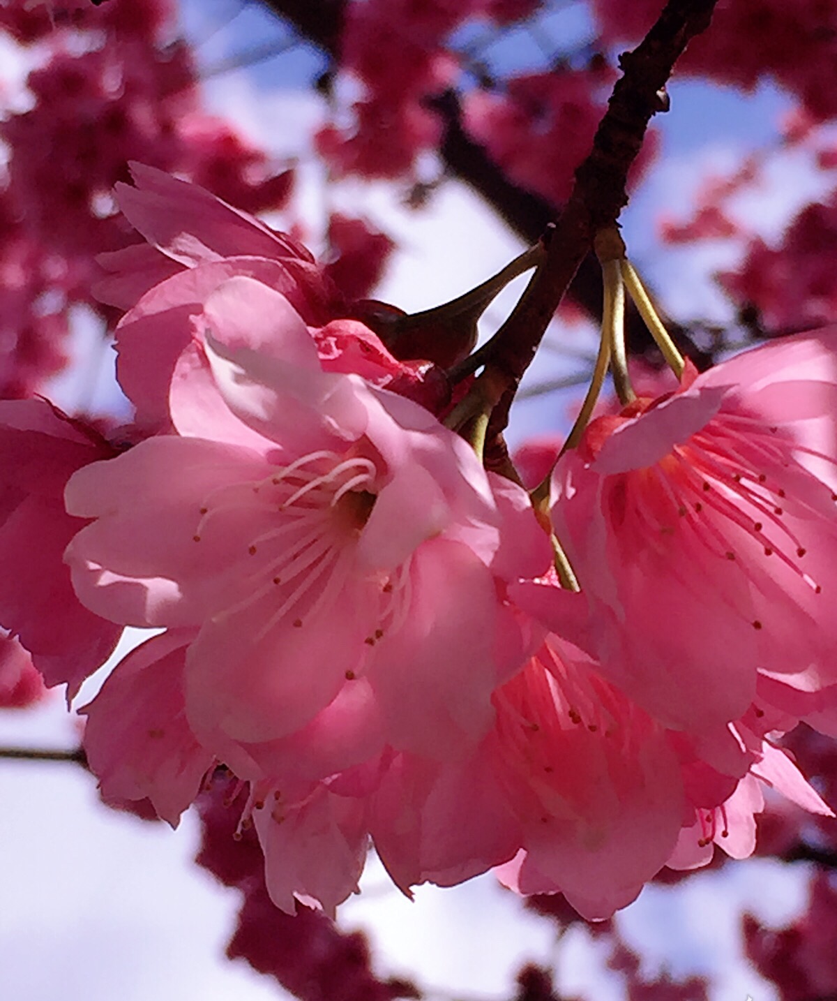 樱花颂
