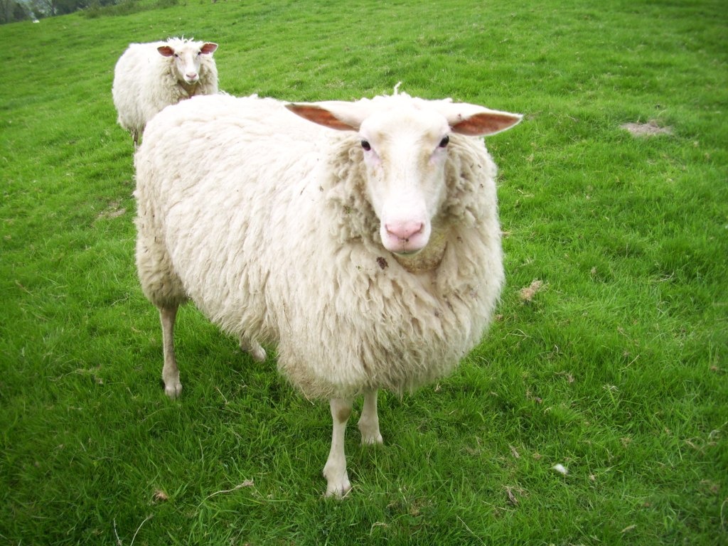 sheep
