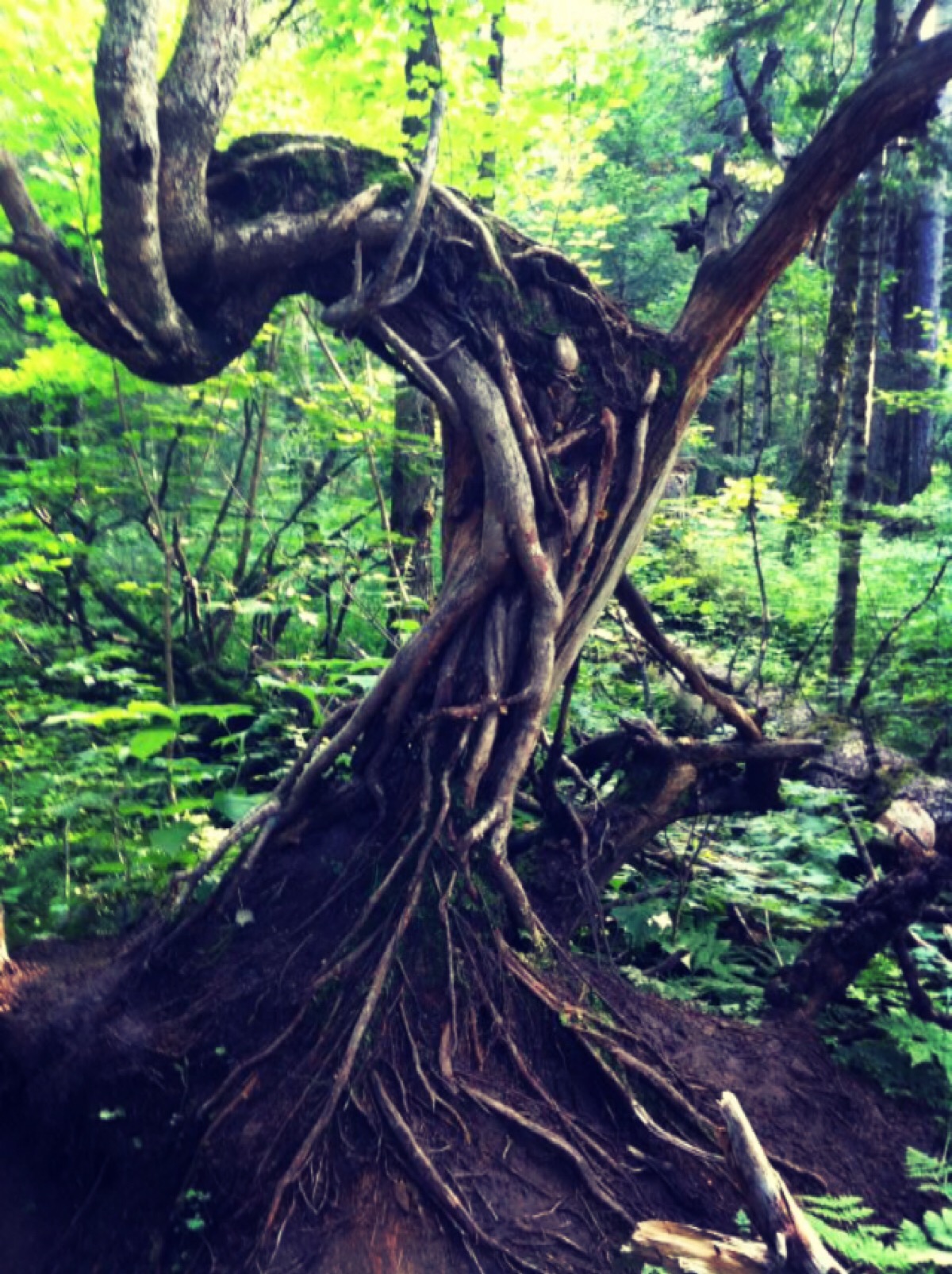 夏 地下森林的老树根